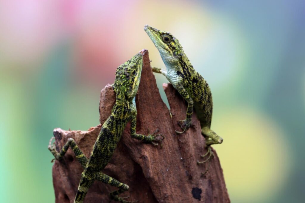 Pequeños genes, grandes cambios: científicos revelan cómo mínimas mutaciones pueden transformar la evolución de los lagartos