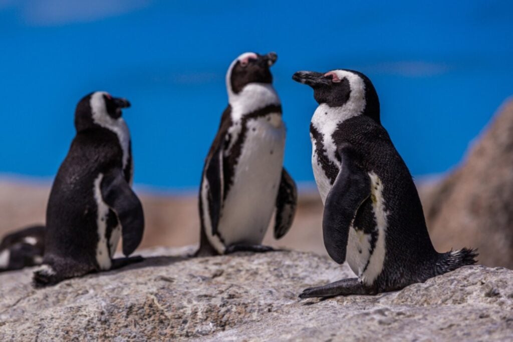El clima extremo está golpeando a los pingüinos de formas que no esperábamos (y los científicos ya saben cómo intentar salvarlos)