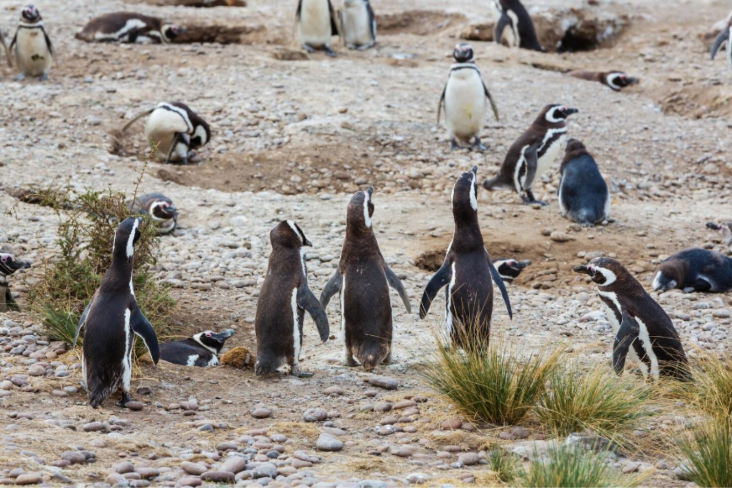 El clima extremo está golpeando a los pingüinos de formas que no esperábamos (y los científicos ya saben cómo intentar salvarlos)