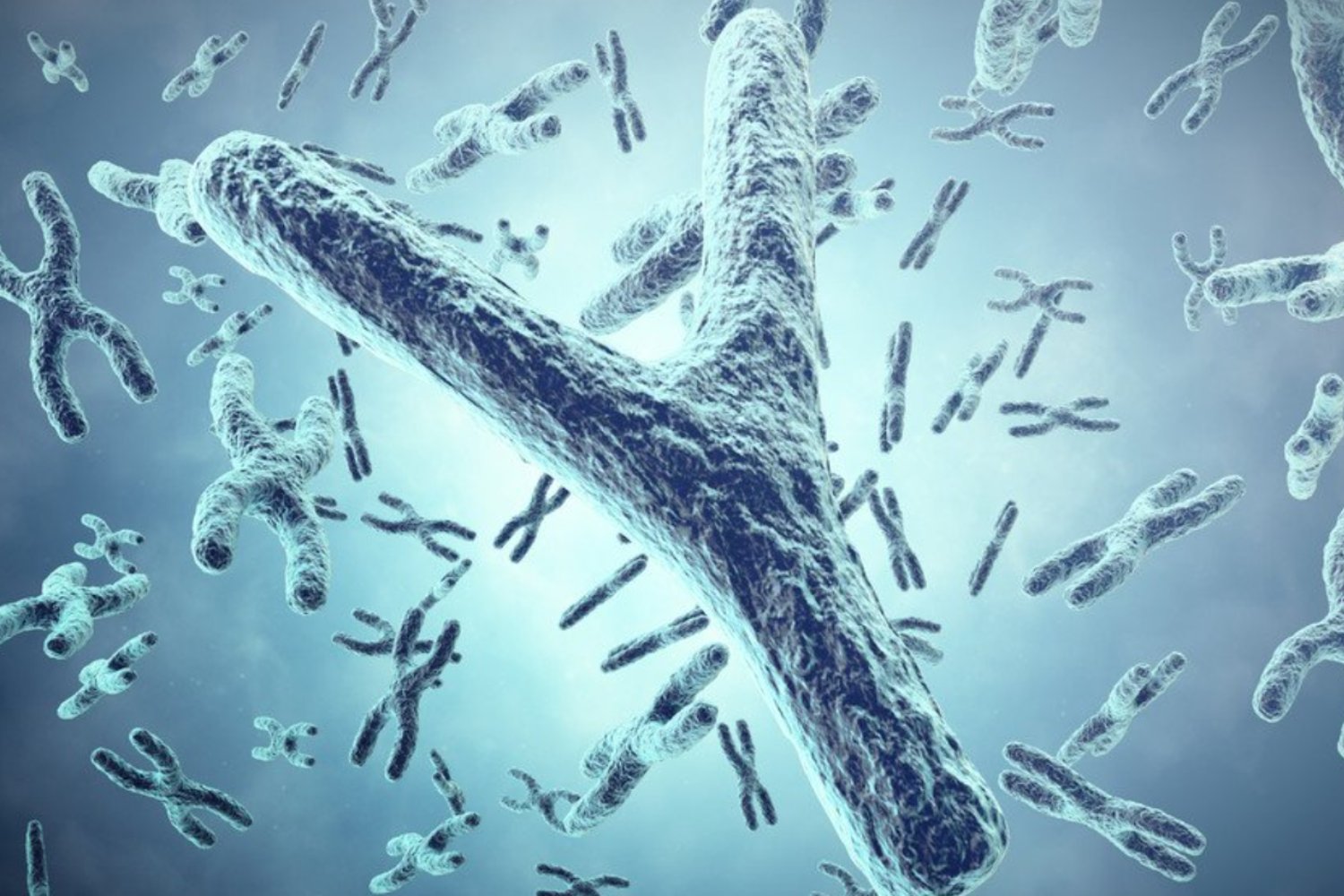 El cromosoma Y en la cuerda floja: ¿desaparecerá el marcador genético masculino?