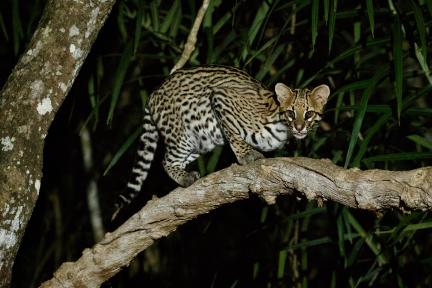 Los ocelotes que vencen al tiempo: los felinos más longevos del continente viven ocultos en la selva misionera