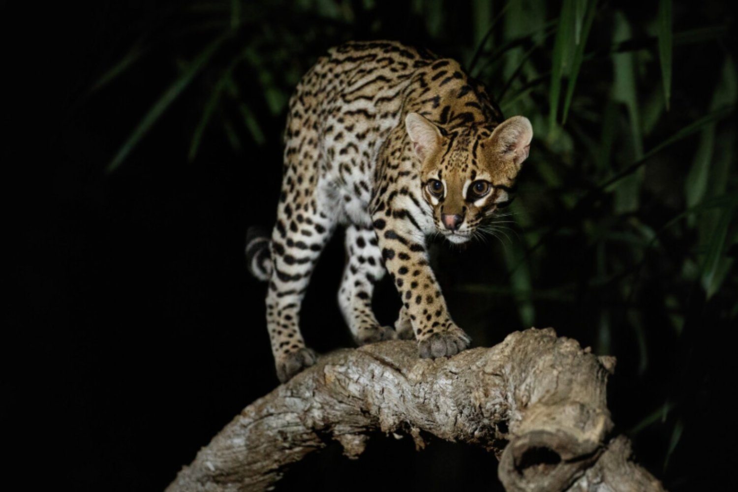 Los ocelotes que vencen al tiempo: los felinos más longevos del continente viven ocultos en la selva misionera
