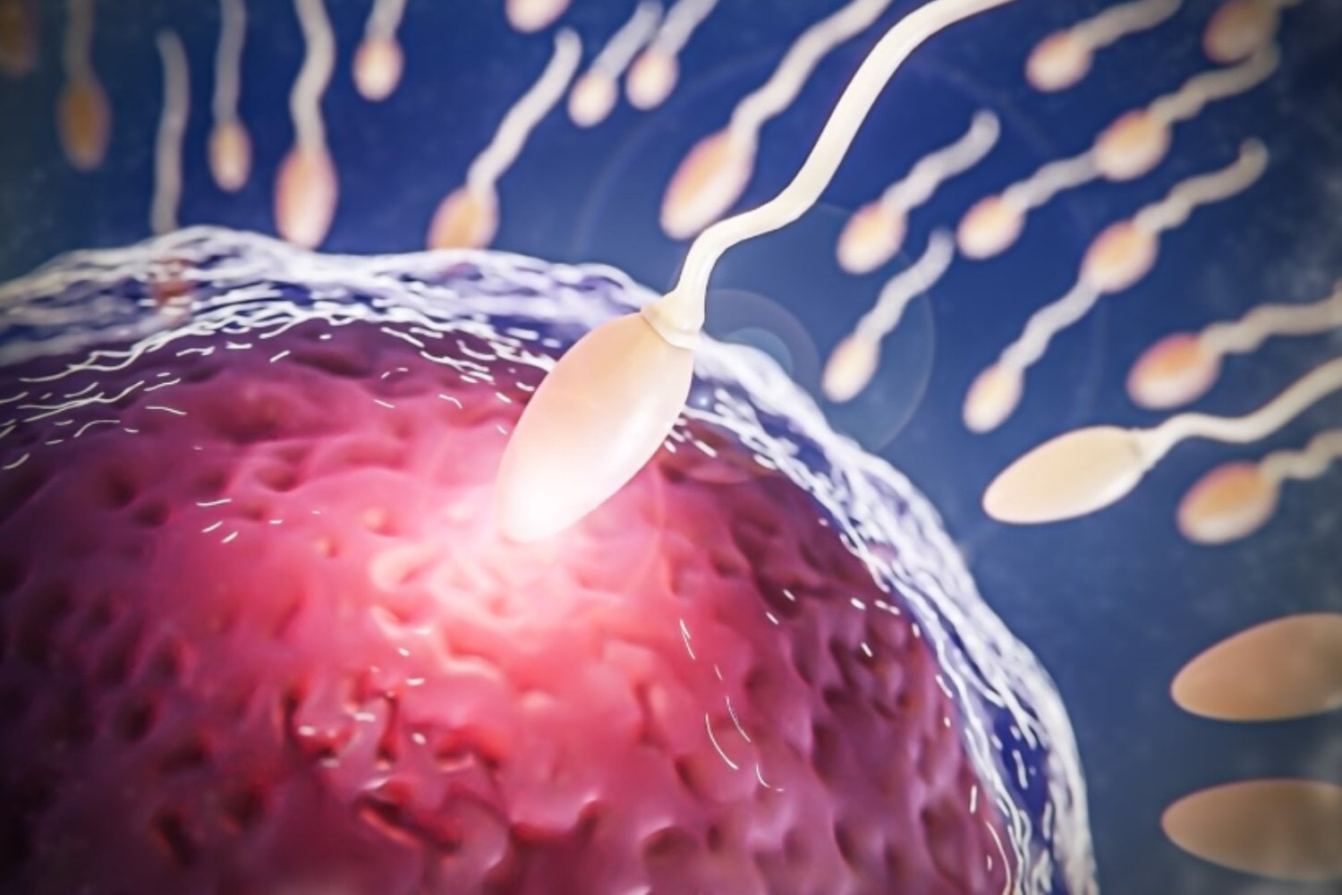 El esperma también envejece: los científicos descubren que acumula mutaciones con la edad y puede influir en la salud de los hijos