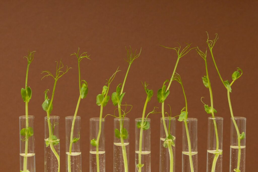 Evolución en vivo: logran que los genes de las plantas cambien dentro de sus hojas