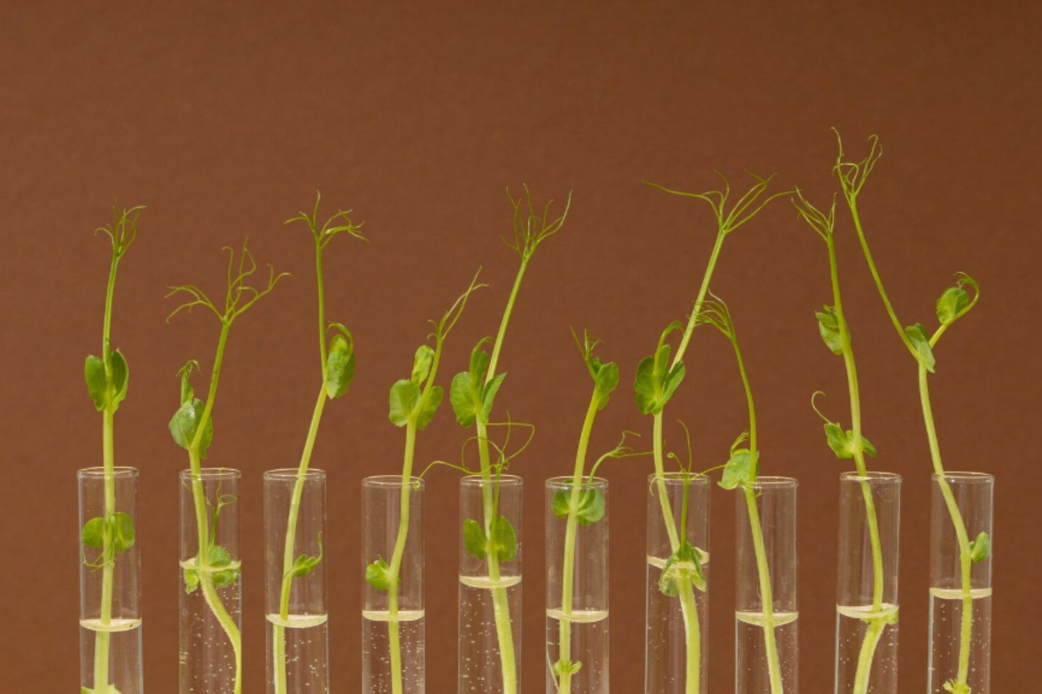 Evolución en vivo: logran que los genes de las plantas cambien dentro de sus hojas