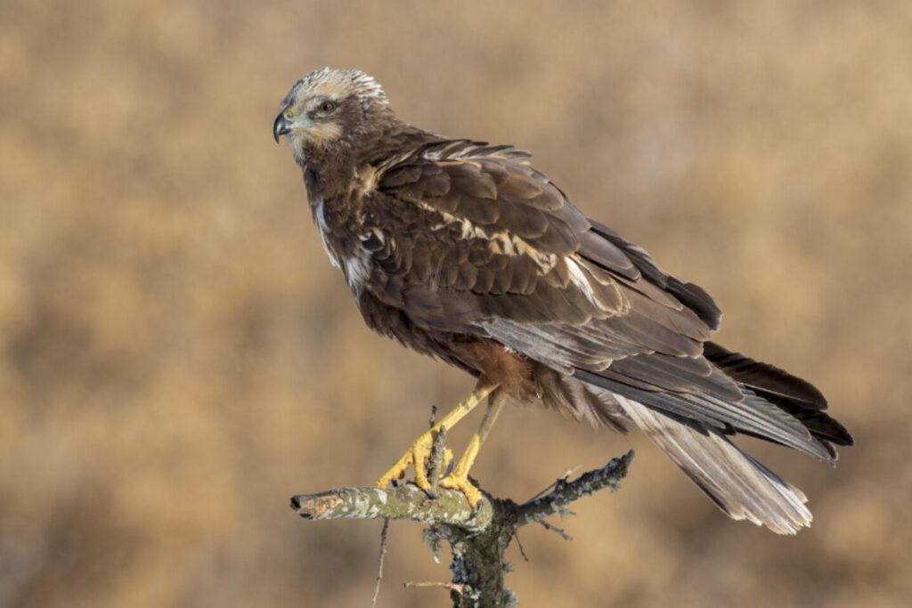 Halcones vs. flamencos: un estudio global revela quién es más valiente ante lo desconocido