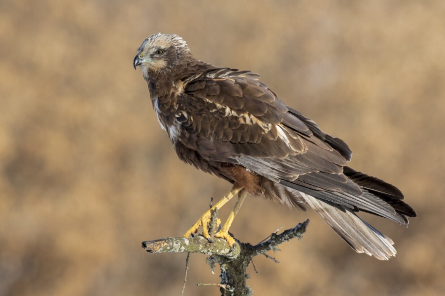 Halcones vs. flamencos: un estudio global revela quién es más valiente ante lo desconocido