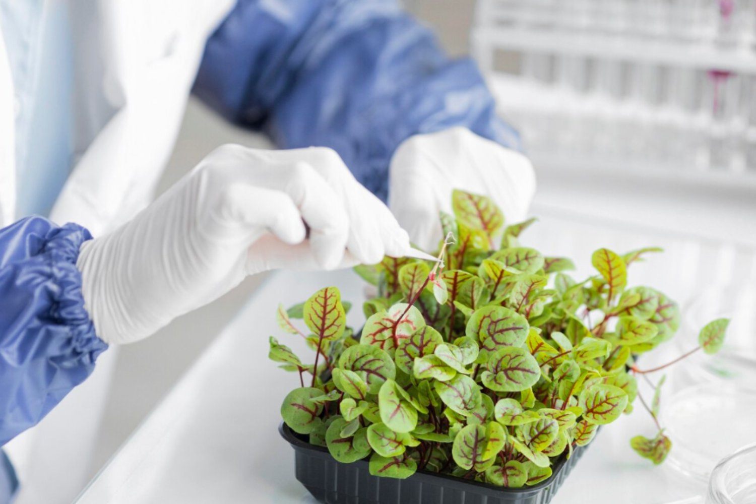 Evolución en vivo: logran que los genes de las plantas cambien dentro de sus hojas