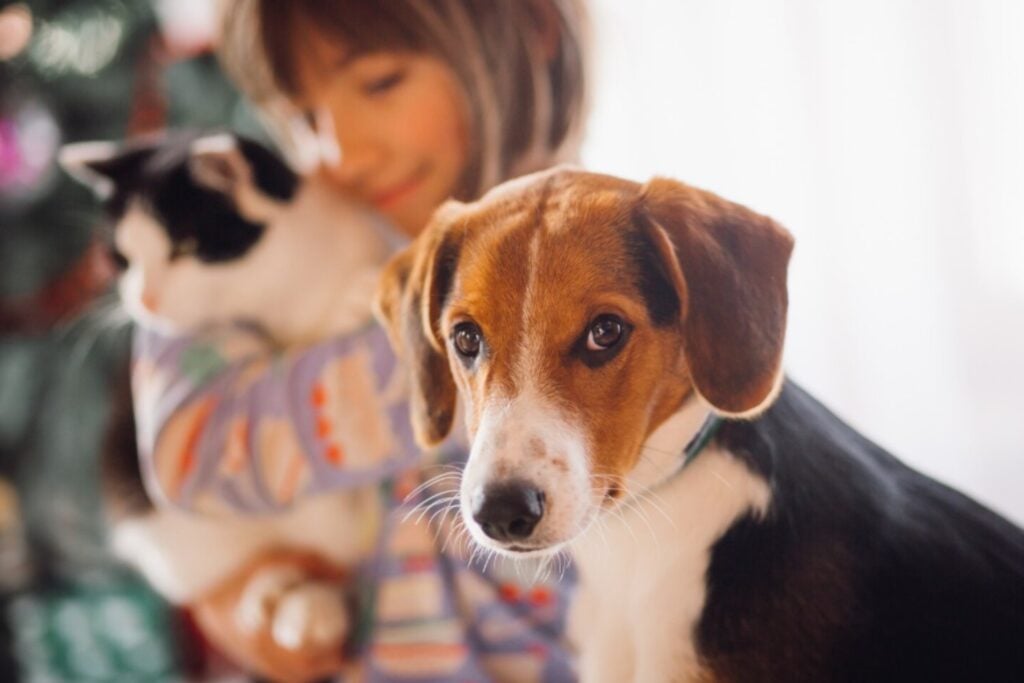 Cuando perro y gato comparten casa: lo que nadie te cuenta sobre una convivencia posible