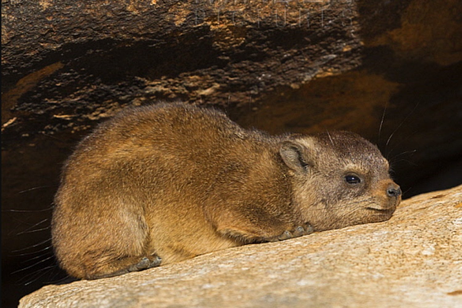 Un rastro de 126.000 años hallado en Sudáfrica revela cómo un pequeño mamífero dejó grabada una huella única del clima prehistórico
