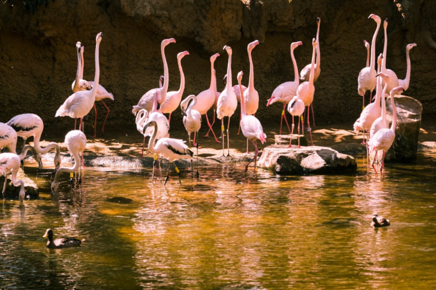 Halcones vs. flamencos: un estudio global revela quién es más valiente ante lo desconocido