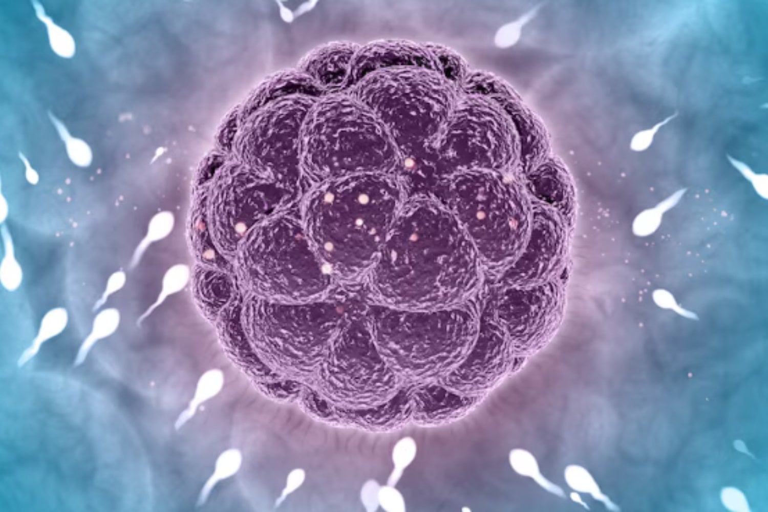 El esperma también envejece: los científicos descubren que acumula mutaciones con la edad y puede influir en la salud de los hijos