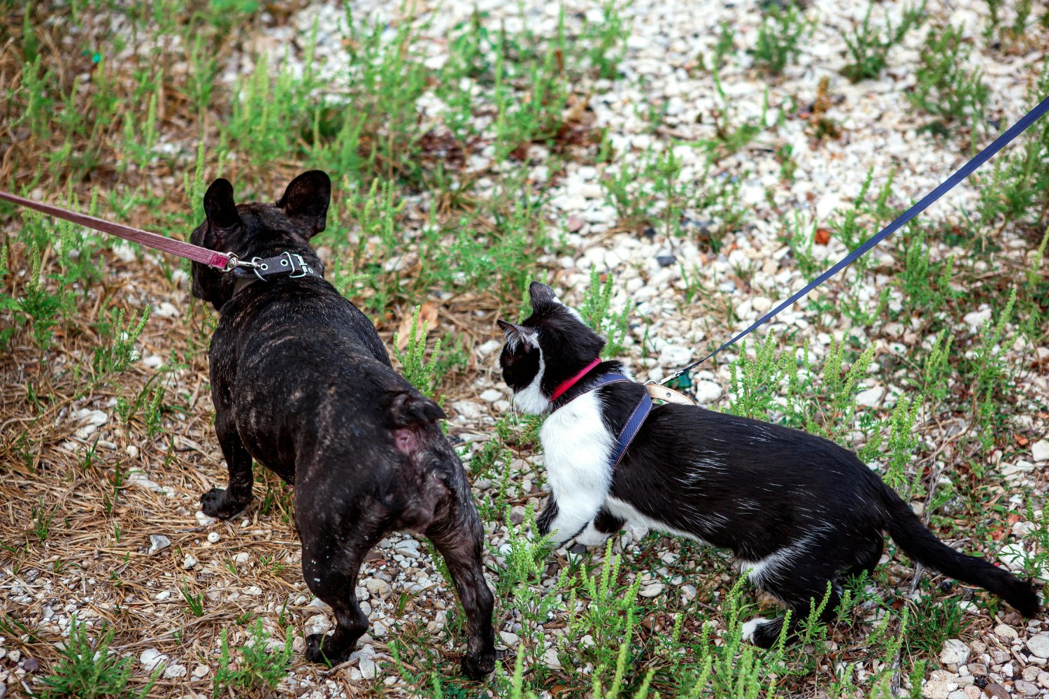 Cuando perro y gato comparten casa: lo que nadie te cuenta sobre una convivencia posible