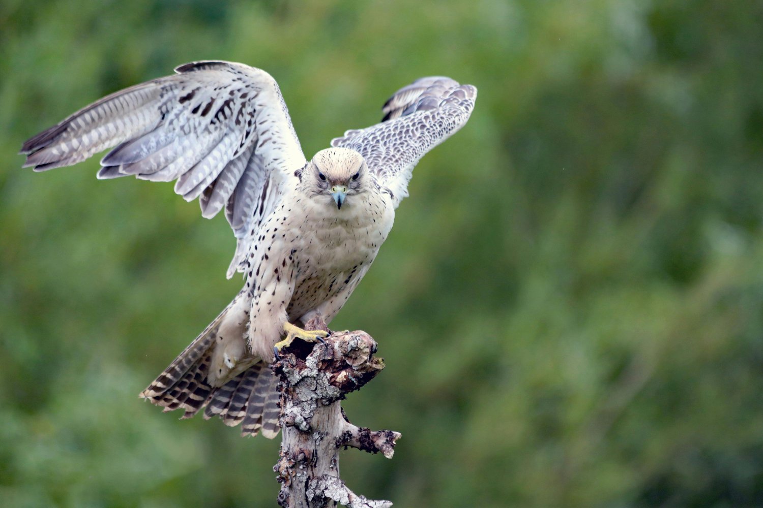 Halcones vs. flamencos: un estudio global revela quién es más valiente ante lo desconocido