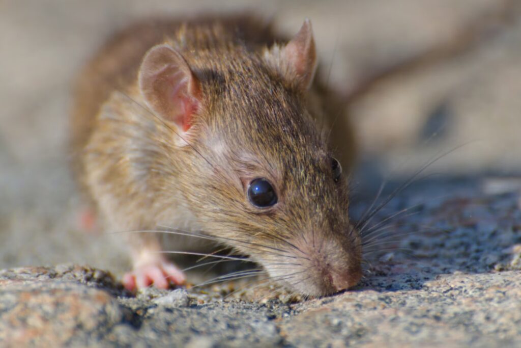 Científicos descubren que las expresiones faciales de los ratones revelan cómo piensan