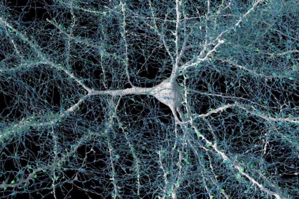 El cerebro artificial da un salto biológico: crean neuronas de laboratorio que imitan el voltaje humano