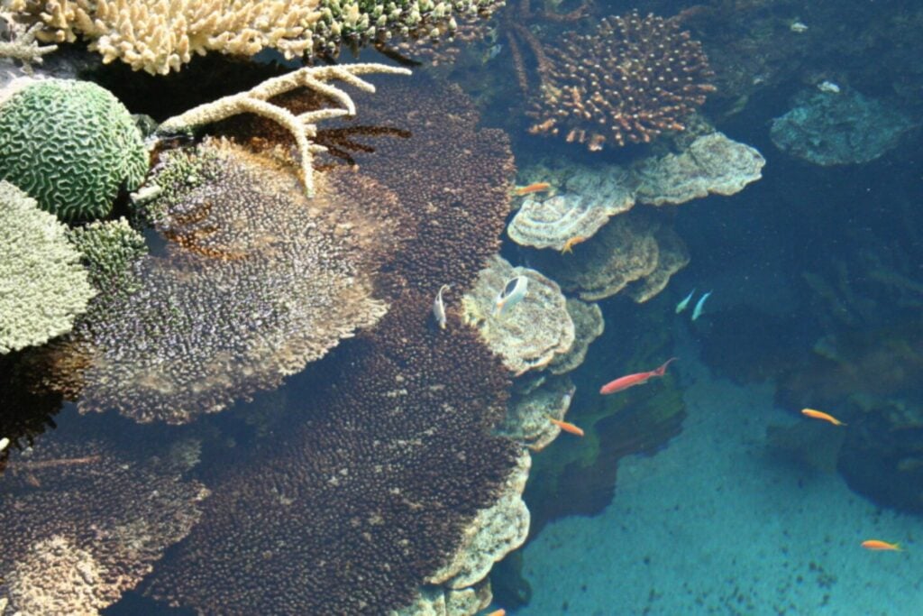 El coral que desafía al calor: cómo una especie del Mediterráneo resiste las olas extremas