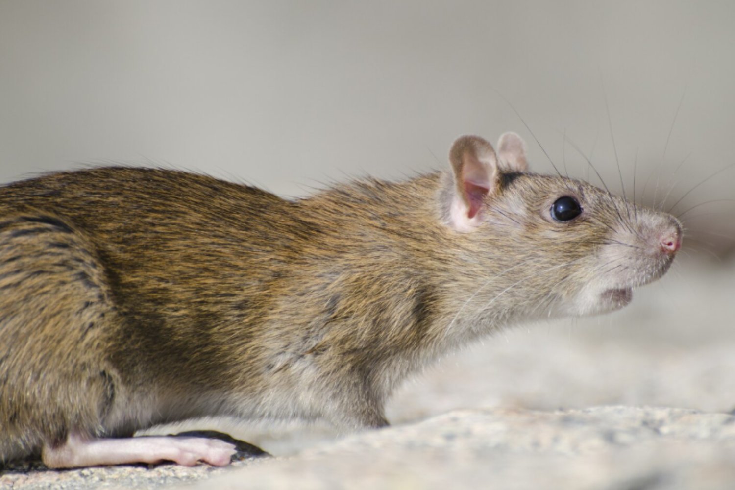 Científicos descubren que las expresiones faciales de los ratones revelan cómo piensan