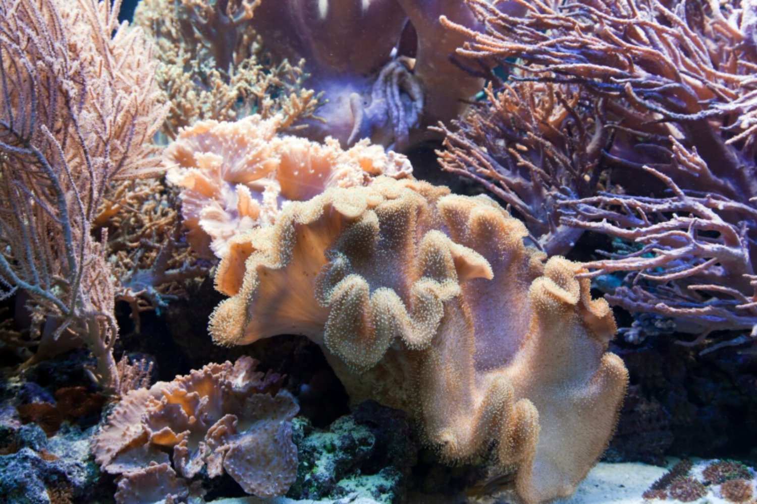 El coral que desafía al calor: cómo una especie del Mediterráneo resiste las olas extremas