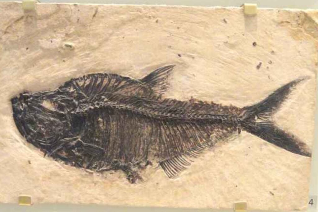 El misterio resuelto de la piel fosilizada: cómo un pez prehistórico conservó sus escamas durante 52 millones de años