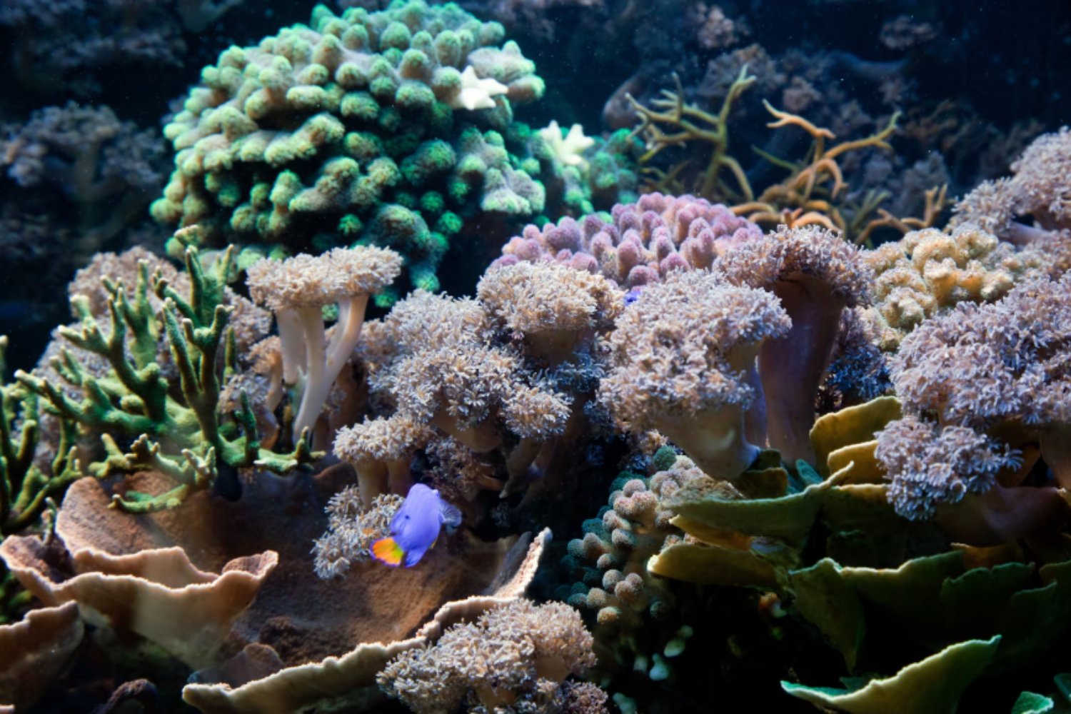 El coral que desafía al calor: cómo una especie del Mediterráneo resiste las olas extremas