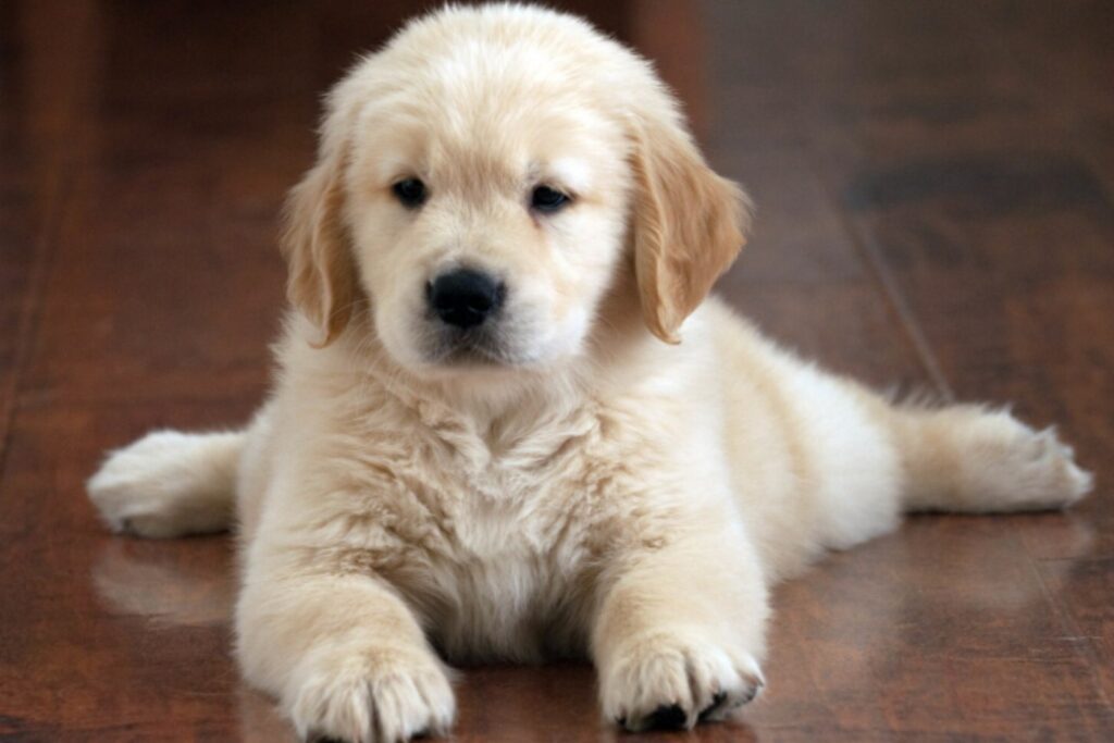 El primer semestre que define una vida: cómo los primeros seis meses moldean el carácter de un perro para siempre