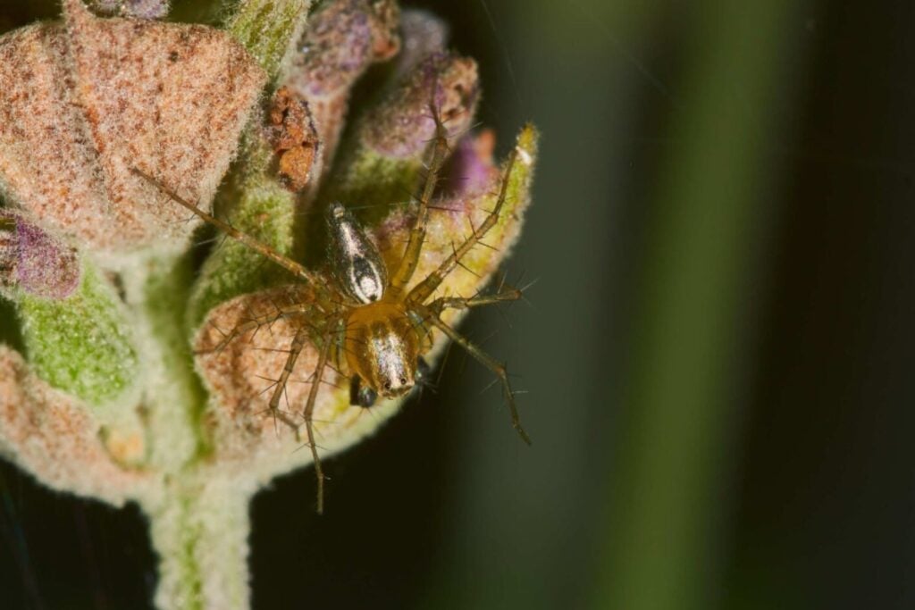 Los secretos genéticos que hacen a los insectos casi indestructibles)