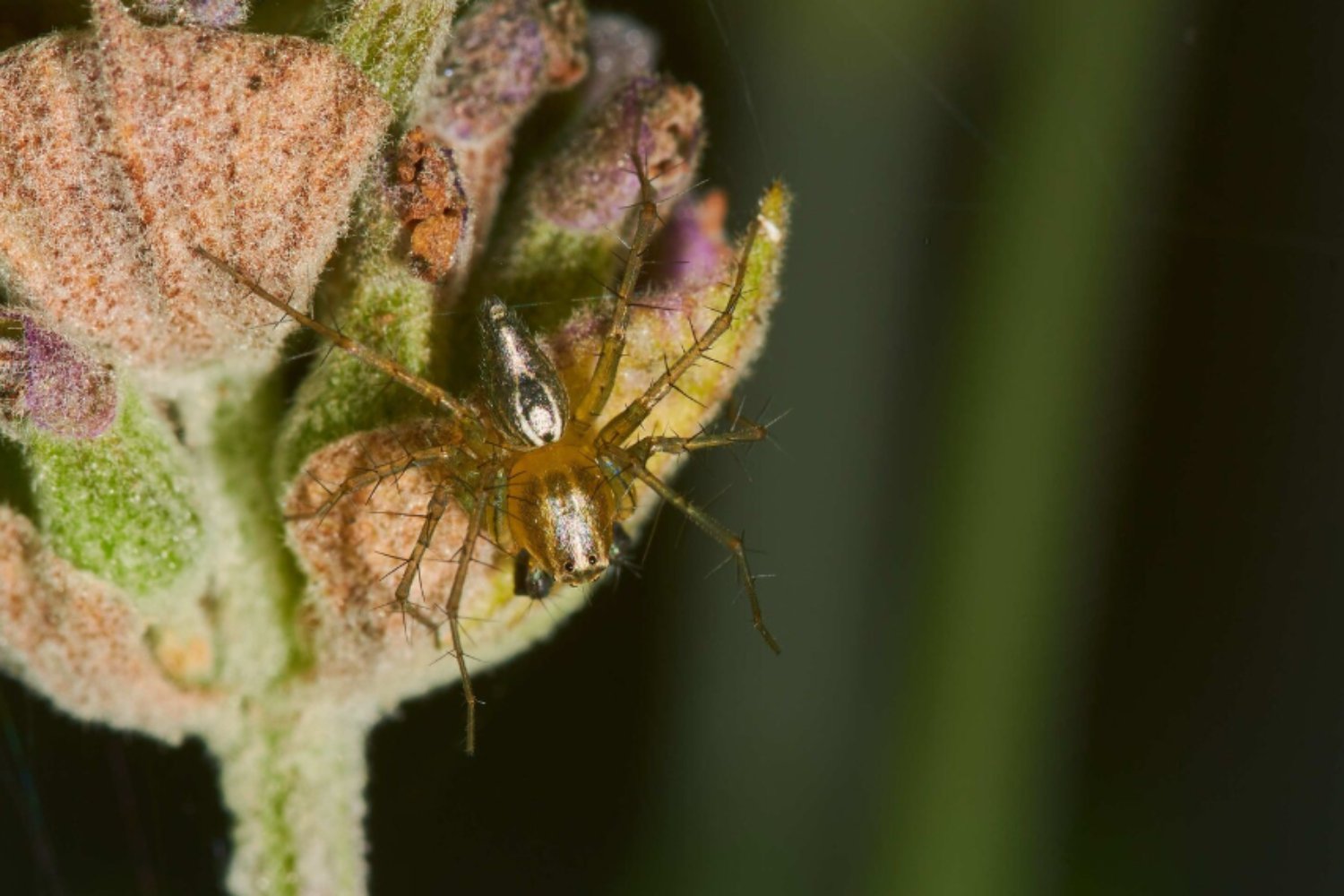 Los secretos genéticos que hacen a los insectos casi indestructibles)