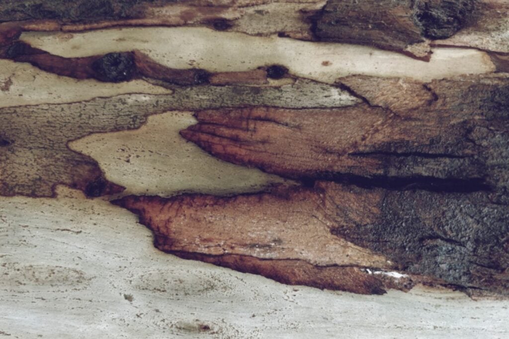 Qué ocurre con el cuerpo después de morir: la ciencia detrás de la descomposición