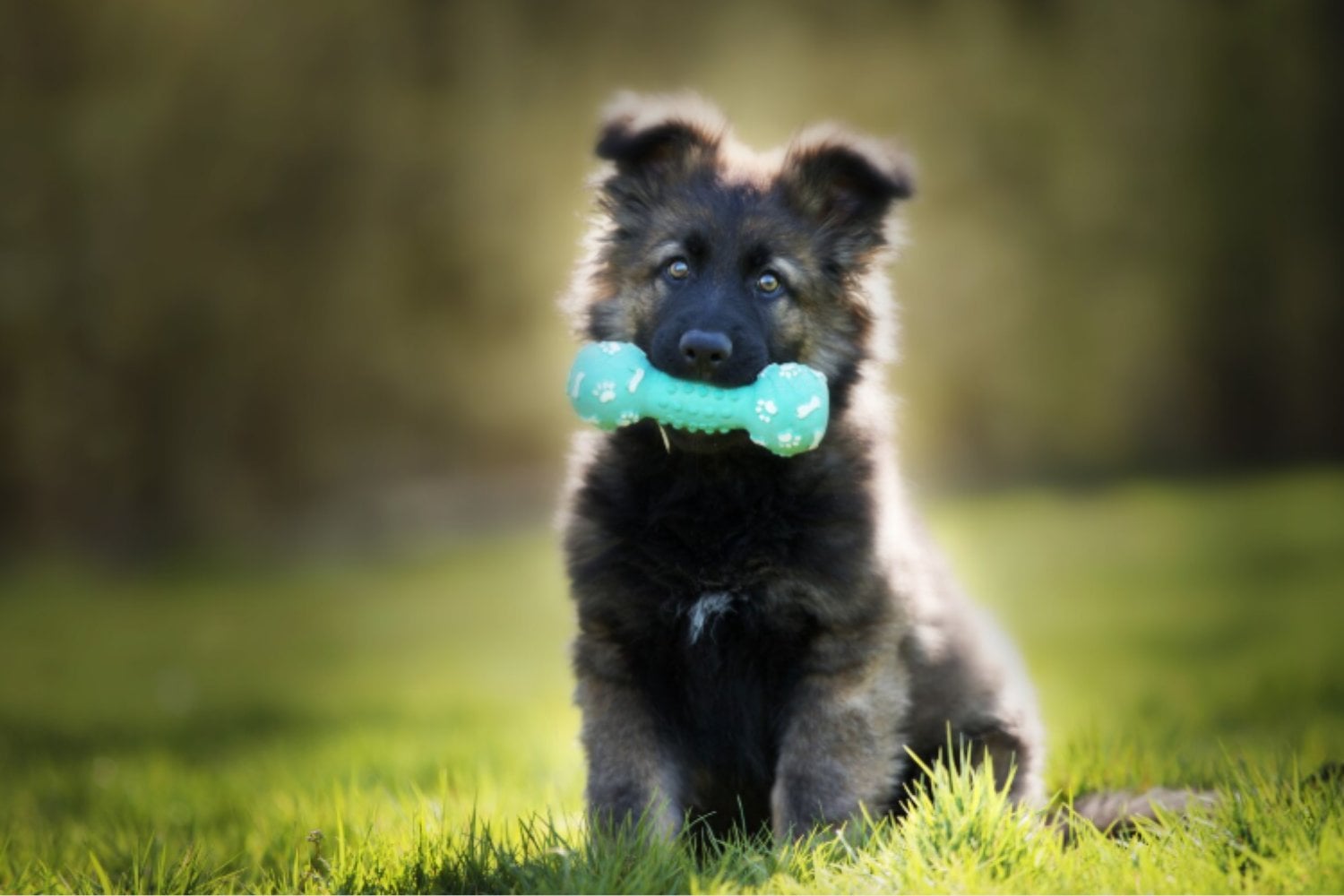 El primer semestre que define una vida: cómo los primeros seis meses moldean el carácter de un perro para siempre