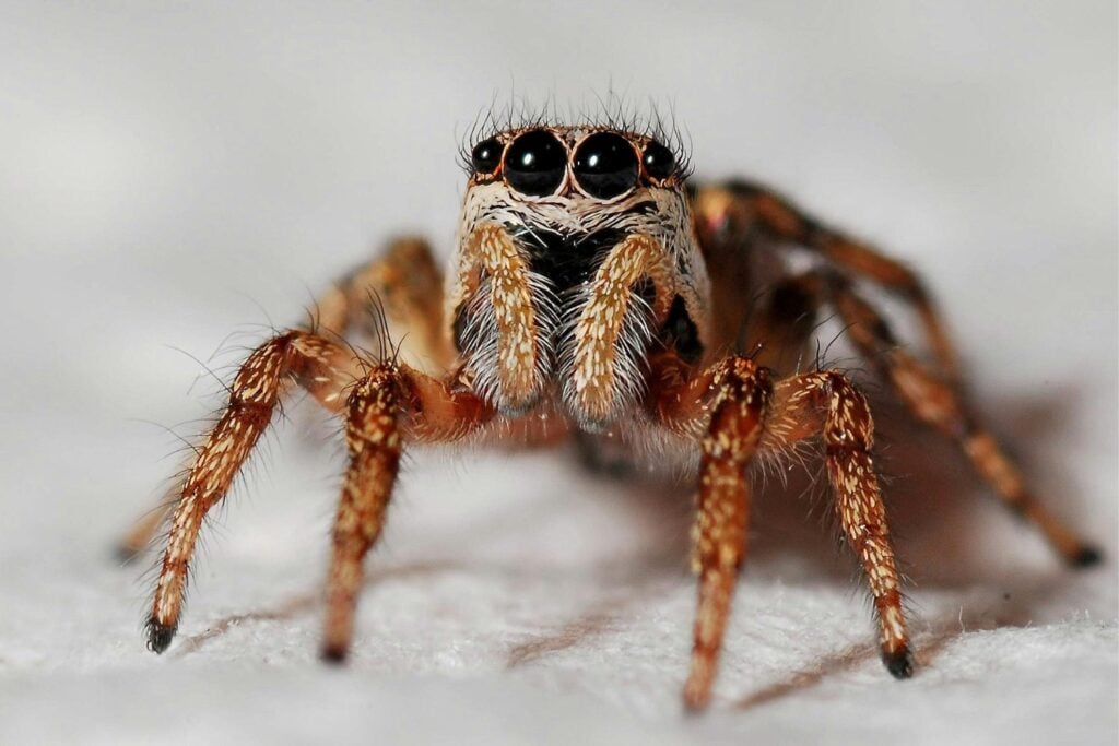 El asombroso sistema de defensa de las arañas frente a los humanos: cómo perciben el peligro y reaccionan antes de que las veamos