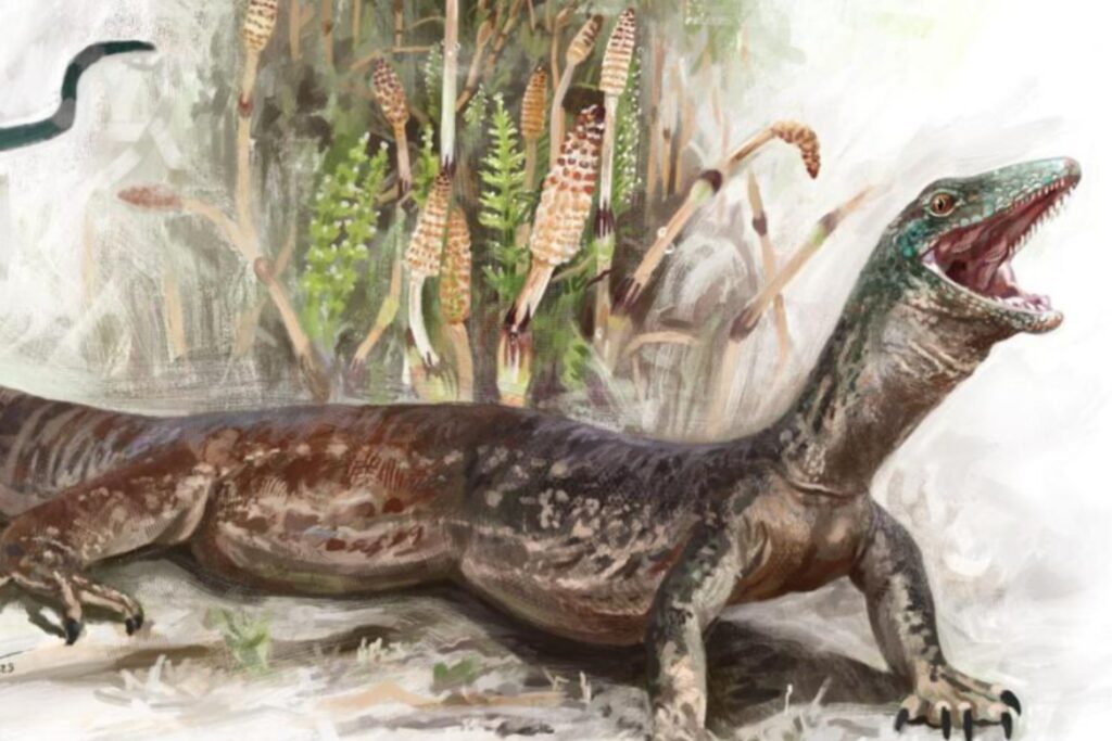 Serpiente o lagarto: el fósil escocés que desafía la línea evolutiva de los reptiles