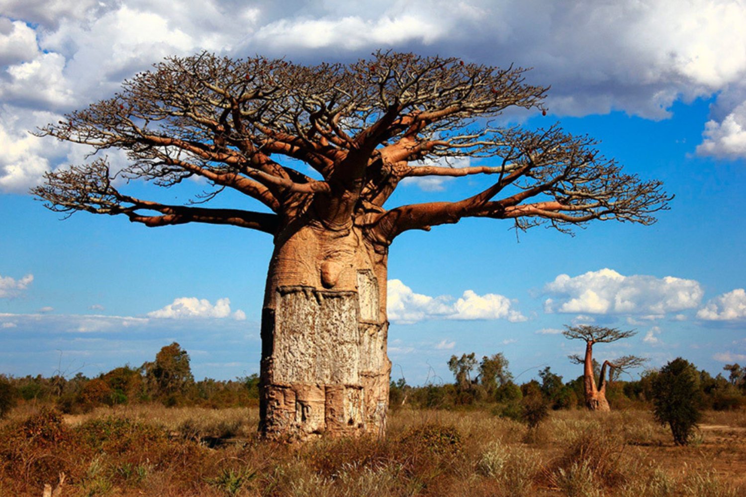 Conoce el baobab: el superalimento africano que conquista al mundo por su sabor, su historia y su poder nutricional
