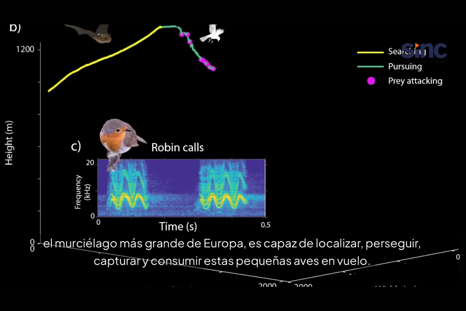 Captan por primera vez al murciélago más grande de Europa cazando y devorando aves en pleno vuelo: una hazaña que la ciencia llevaba 25 años intentando confirmar