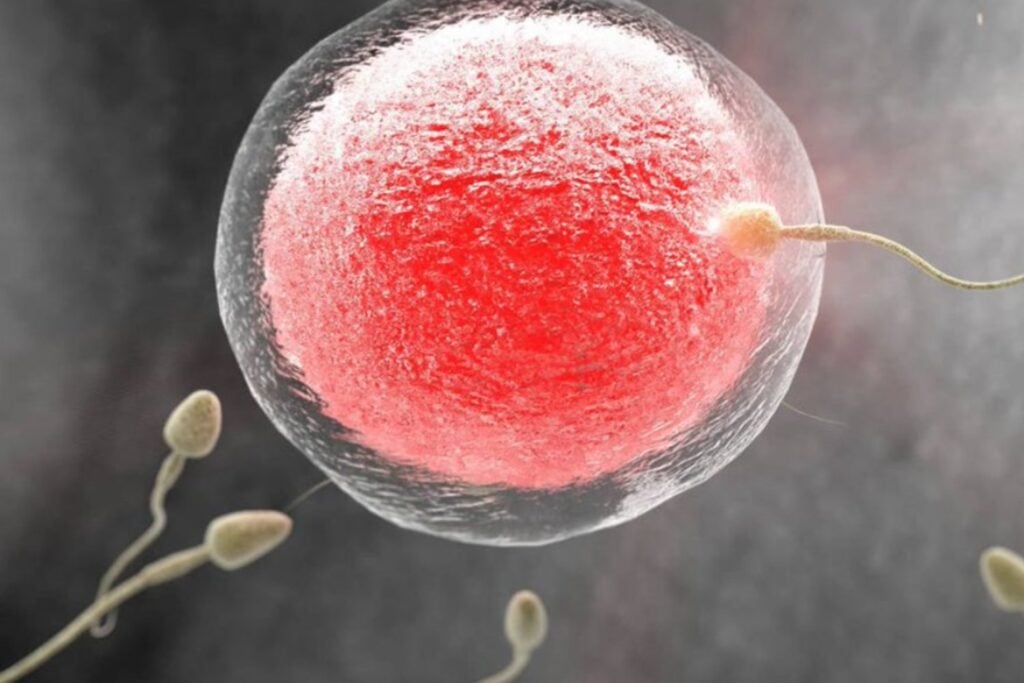 Óvulos creados a partir de piel: el experimento que podría reescribir la infertilidad