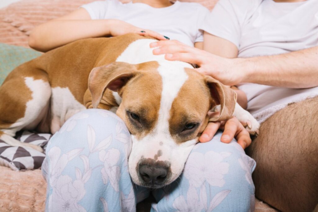 Apego y neurociencia: lo que un estudio de Yale enseña sobre el amor temprano