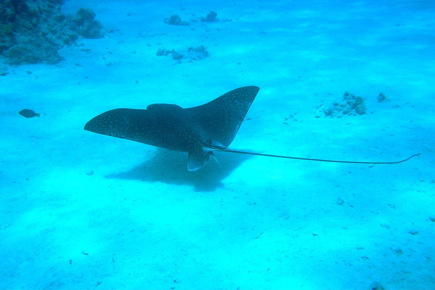 Los secretos del buceo extremo de las rayas manta: científicos descubren por qué se sumergen a más de 1.200 metros