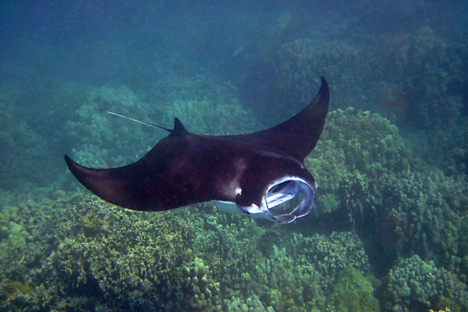 Los secretos del buceo extremo de las rayas manta: científicos descubren por qué se sumergen a más de 1.200 metros