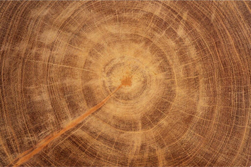 El secreto que guardan los árboles: cómo sus anillos revelan siglos de sequías y olas de calor extremo