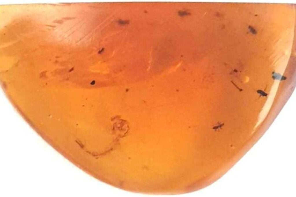 El fósil de mosquito más antiguo revela que su diseño casi no cambió en 100 millones de años