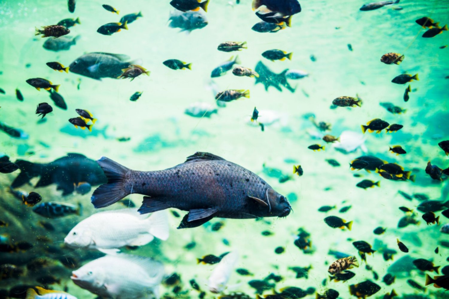 El secreto helado de los peces antárticos: cómo sus mandíbulas cambiaron la evolución