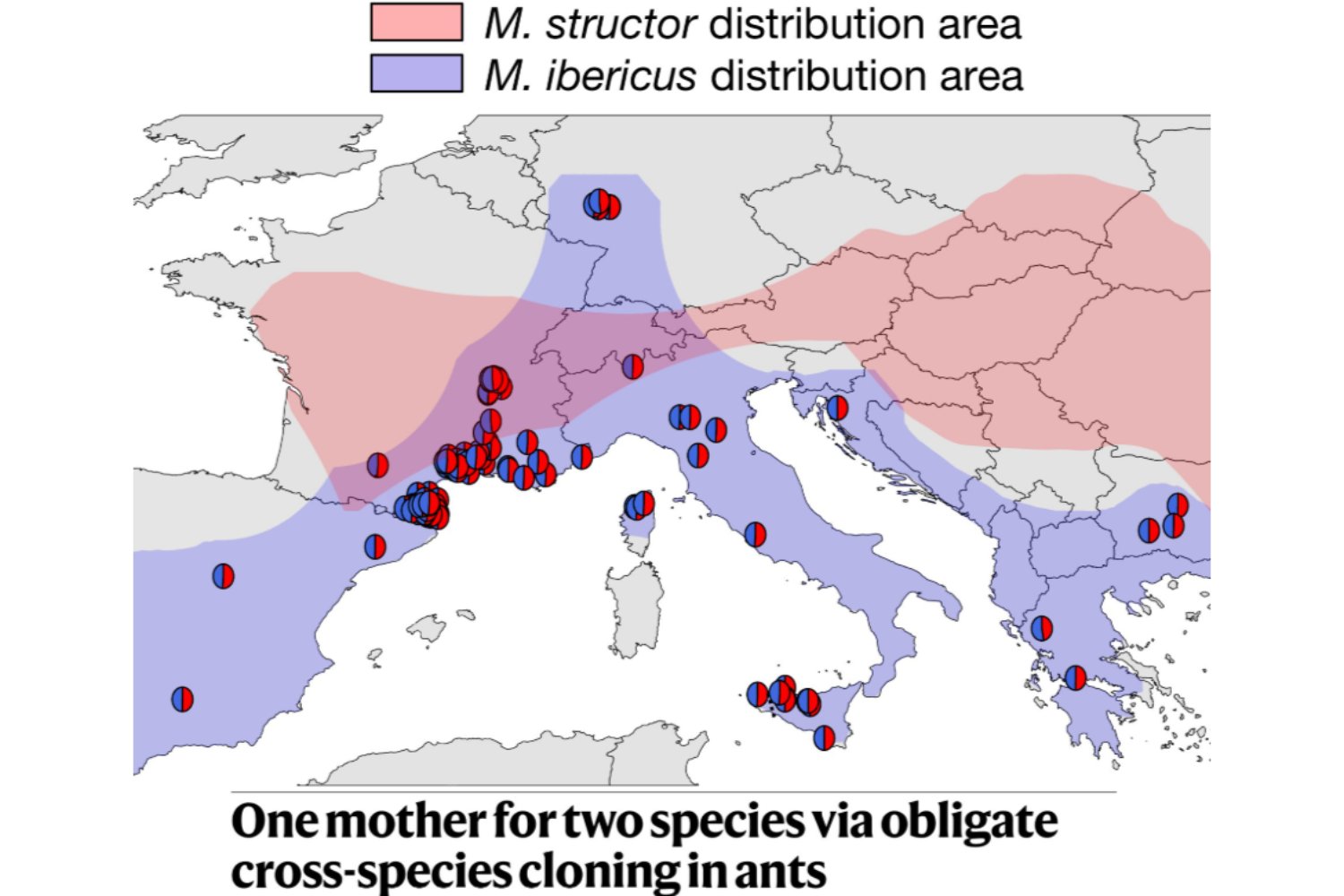 Una reina de hormigas desafía la biología: logra crear dos especies distintas dentro de una misma colonia