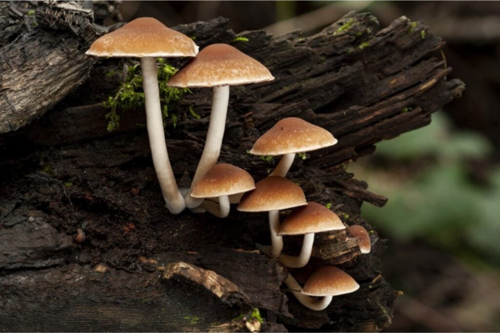 Mil millones de años antes que las plantas: los hongos fueron los primeros arquitectos de la vida en la Tierra