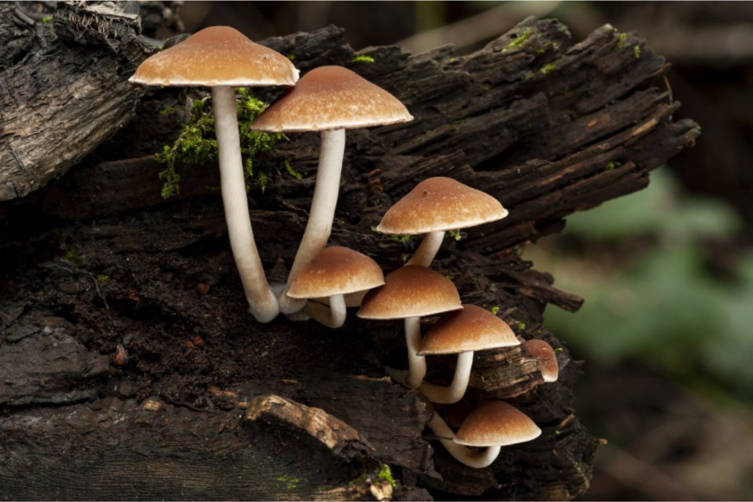 Mil millones de años antes que las plantas: los hongos fueron los primeros arquitectos de la vida en la Tierra