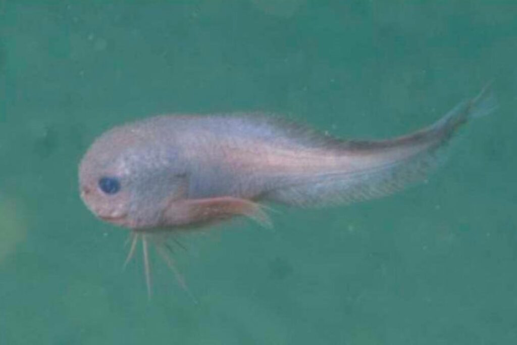 Así es el “bumpy snailfish”, el pez caracol con piel grumosa que vive en las profundidades del Pacífico