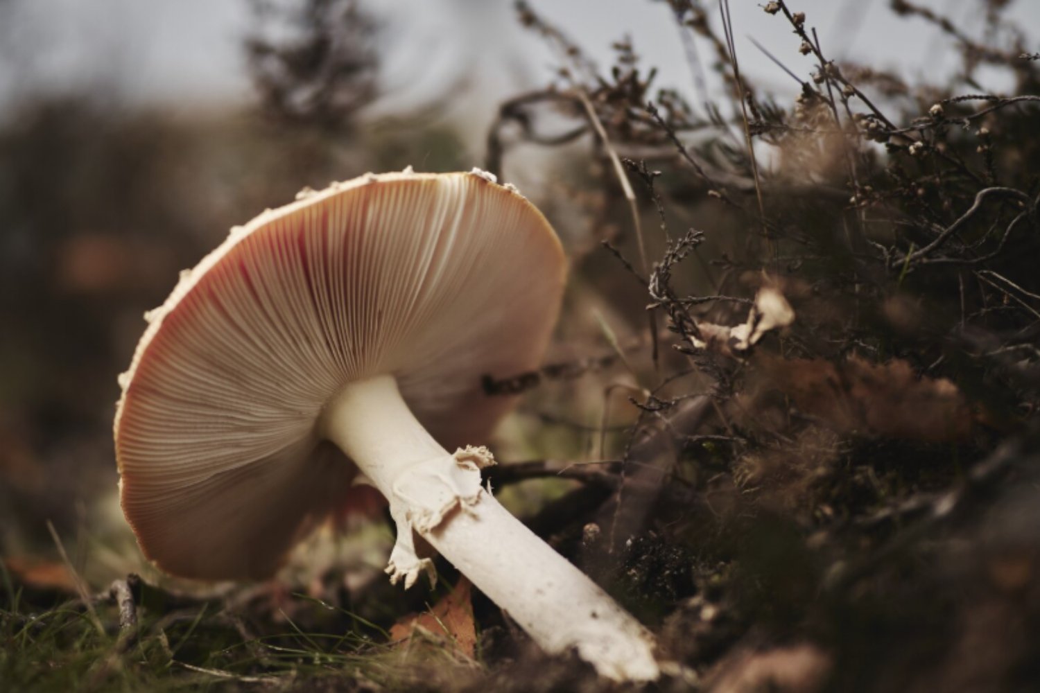 Mil millones de años antes que las plantas: los hongos fueron los primeros arquitectos de la vida en la Tierra