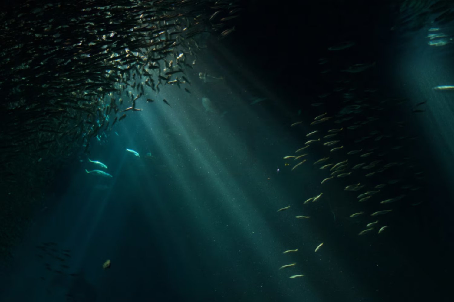 El océano bajo presión: el diagnóstico de Copernicus