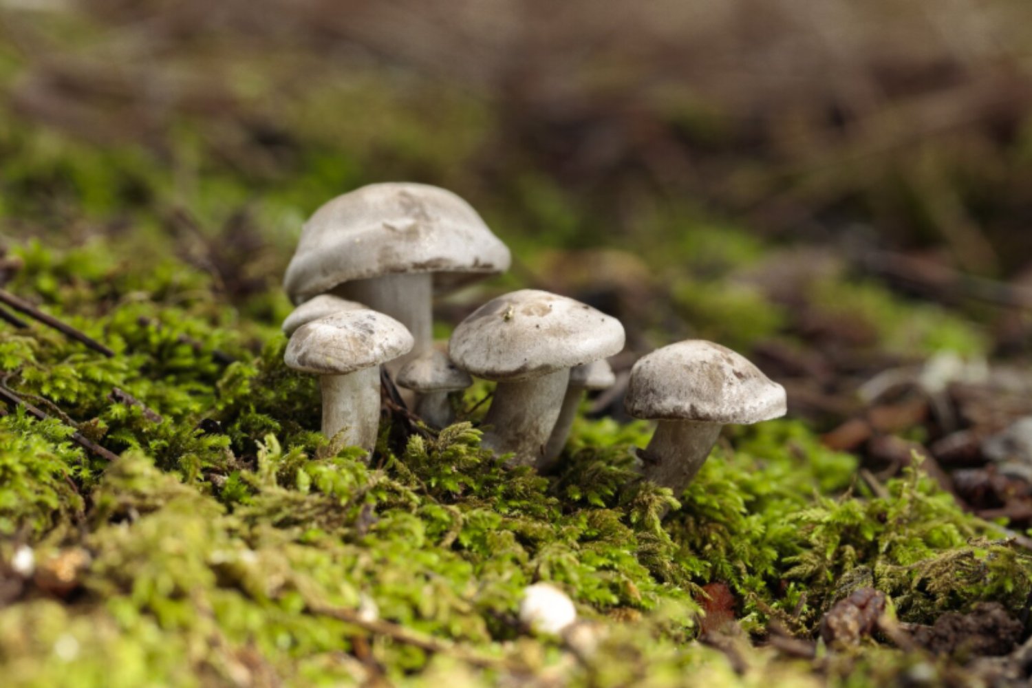Mil millones de años antes que las plantas: los hongos fueron los primeros arquitectos de la vida en la Tierra