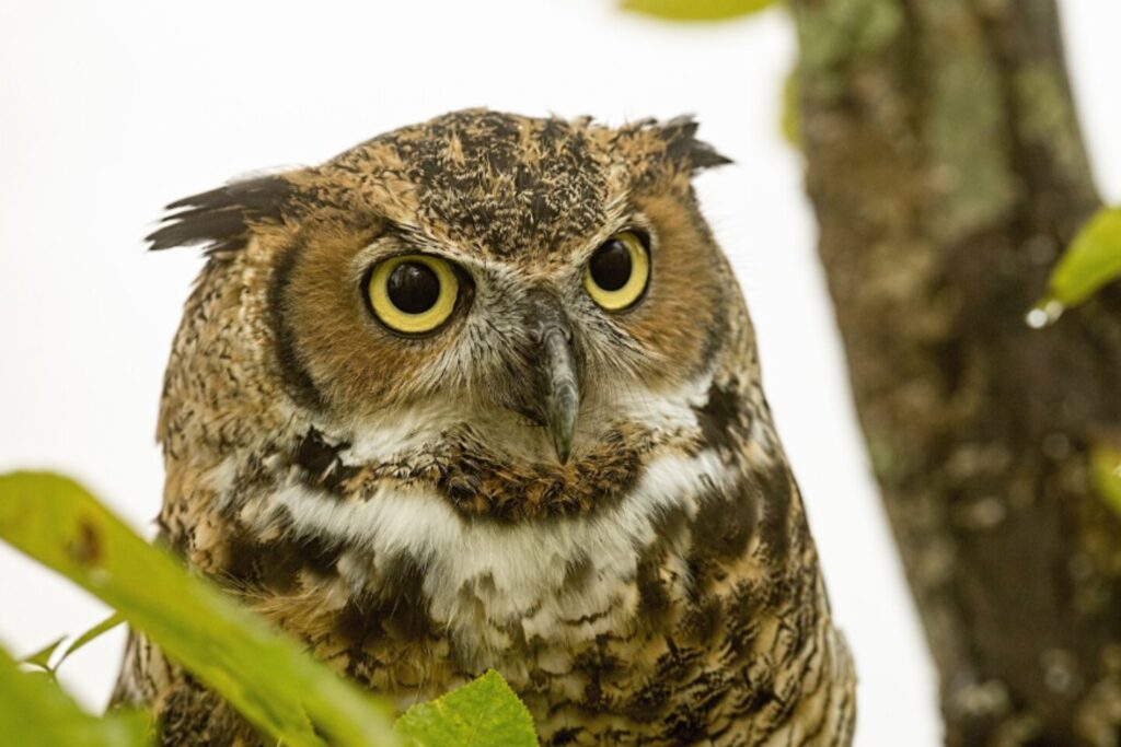 Cómo llegó un búho a una plataforma petrolífera del Mar del Norte: una tormenta con final feliz