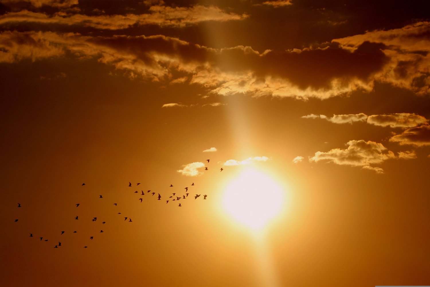 El eclipse que confundió al cielo: cómo un día de oscuridad engañó a las aves y desató un “falso amanecer”
